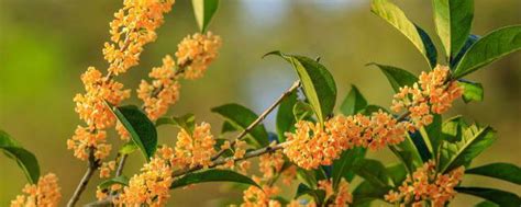 桂花枯枝